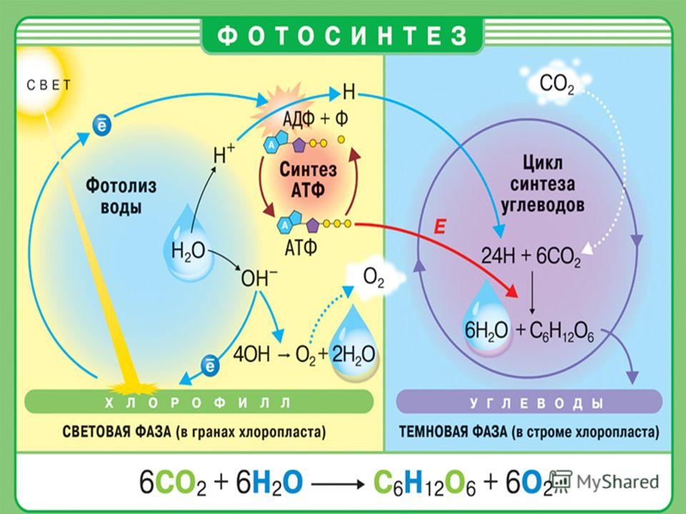 Схема Фотосинтеза. Световая и Темновая фаза.